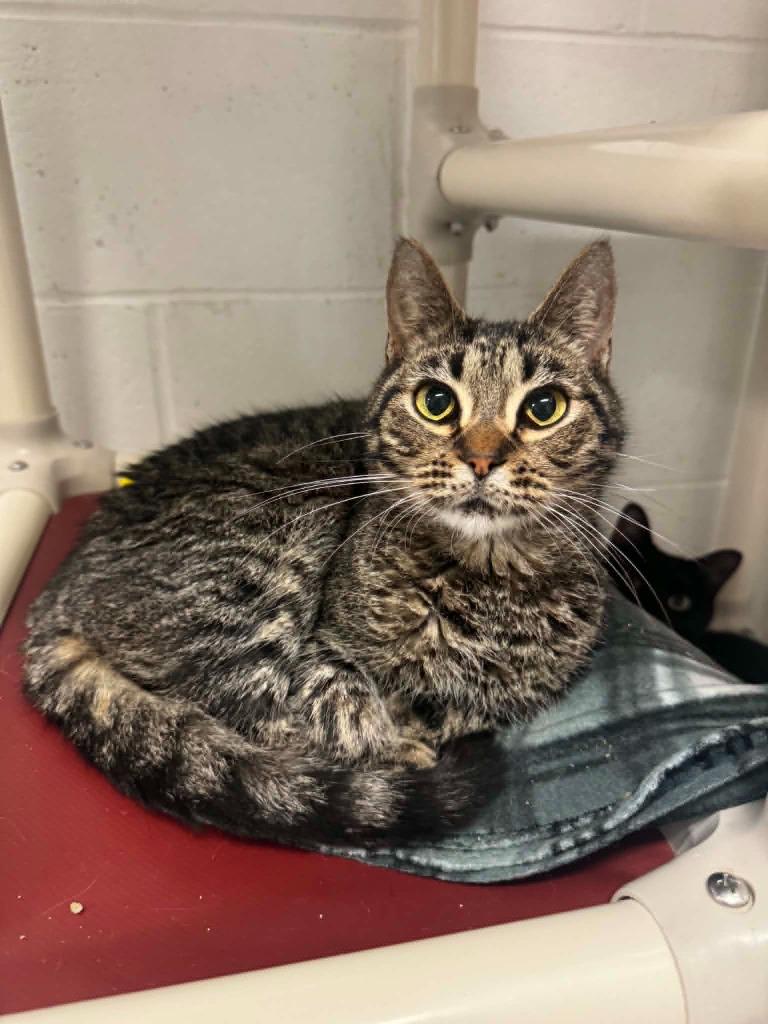 Enlarge Ollie, a Adoptable mixed breed in Marion, OH image 3/3