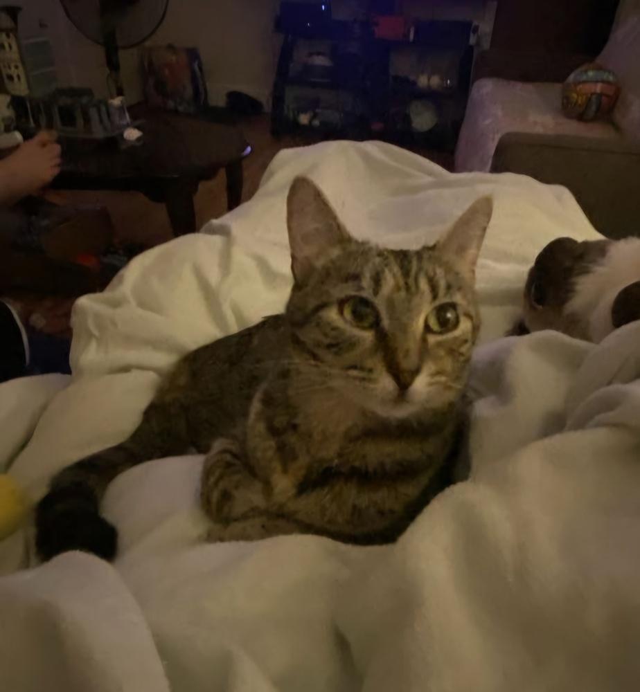 Smokey, Adoptable, Adult Female Domestic Short Hair.