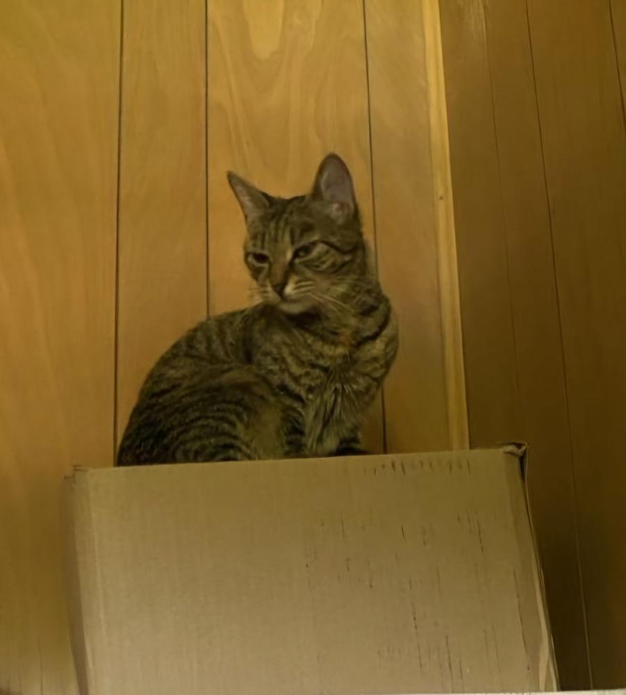 Enlarge Smokey, a Adoptable Domestic Short Hair in Oakville, CT image 2/4