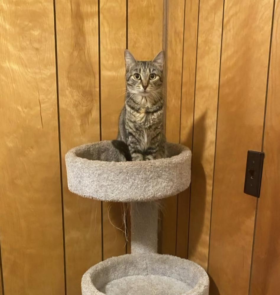 Enlarge Smokey, a Adoptable Domestic Short Hair in Oakville, CT image 3/4