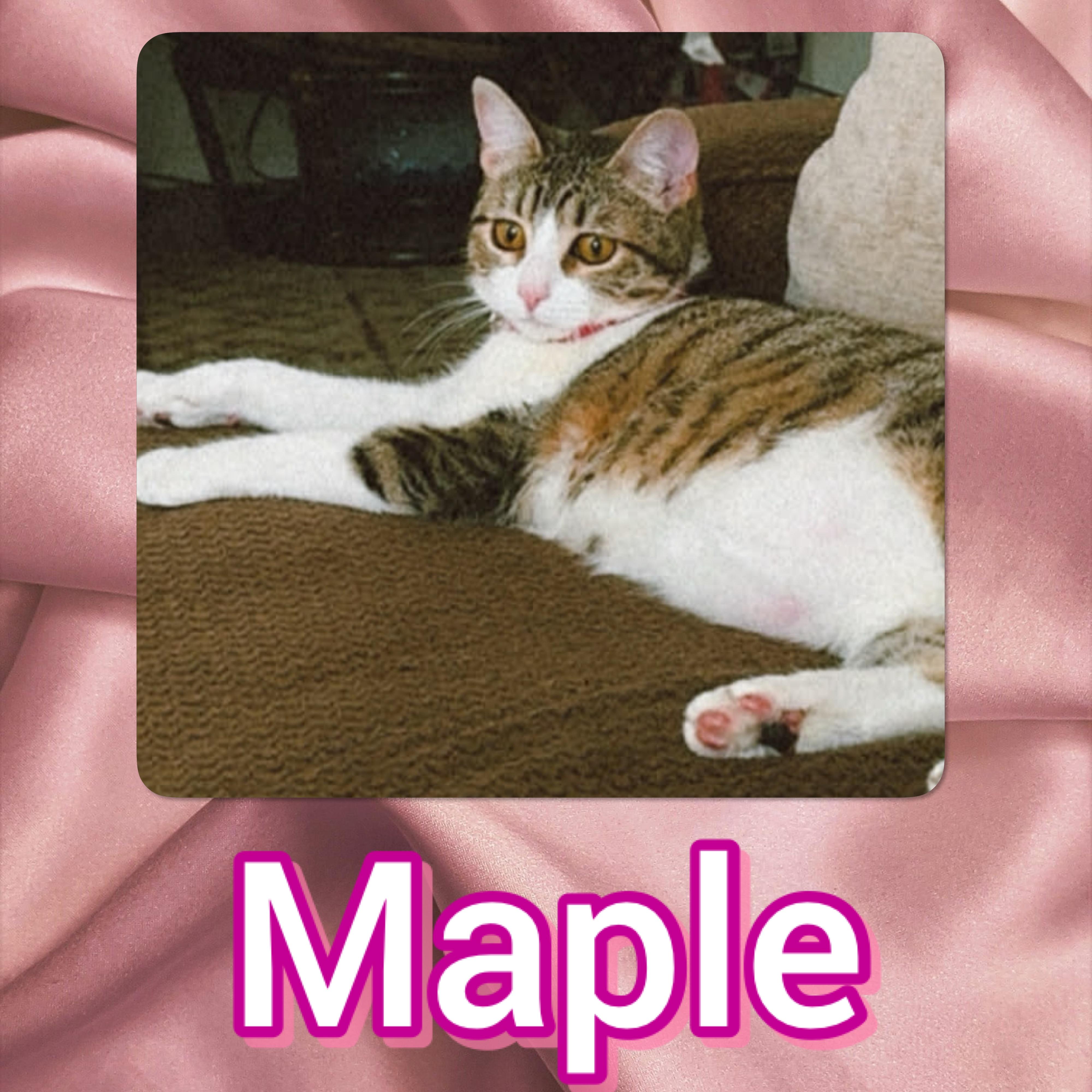 Maple, Adoptable, Young Female Domestic Short Hair.