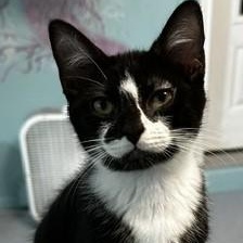 Enlarge Howie - Sweet Personality, a Adoptable Tuxedo in Hoquiam, WA image 5/5