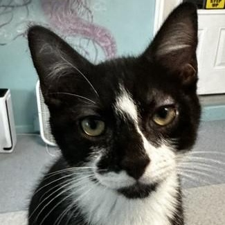 Enlarge Howie - Sweet Personality, a Adoptable Tuxedo in Hoquiam, WA image 4/5
