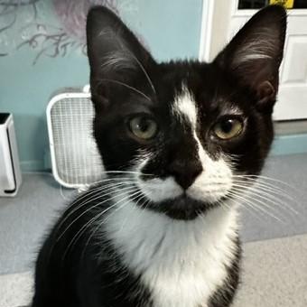 Howie - Sweet Personality, Adoptable, Kitten Male Tuxedo.