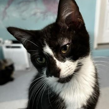 Enlarge Howie - Sweet Personality, a Adoptable Tuxedo in Hoquiam, WA image 3/5