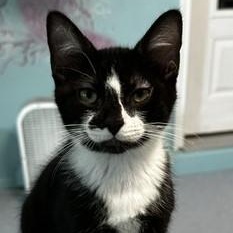 Enlarge Howie - Sweet Personality, a Adoptable Tuxedo in Hoquiam, WA image 2/5