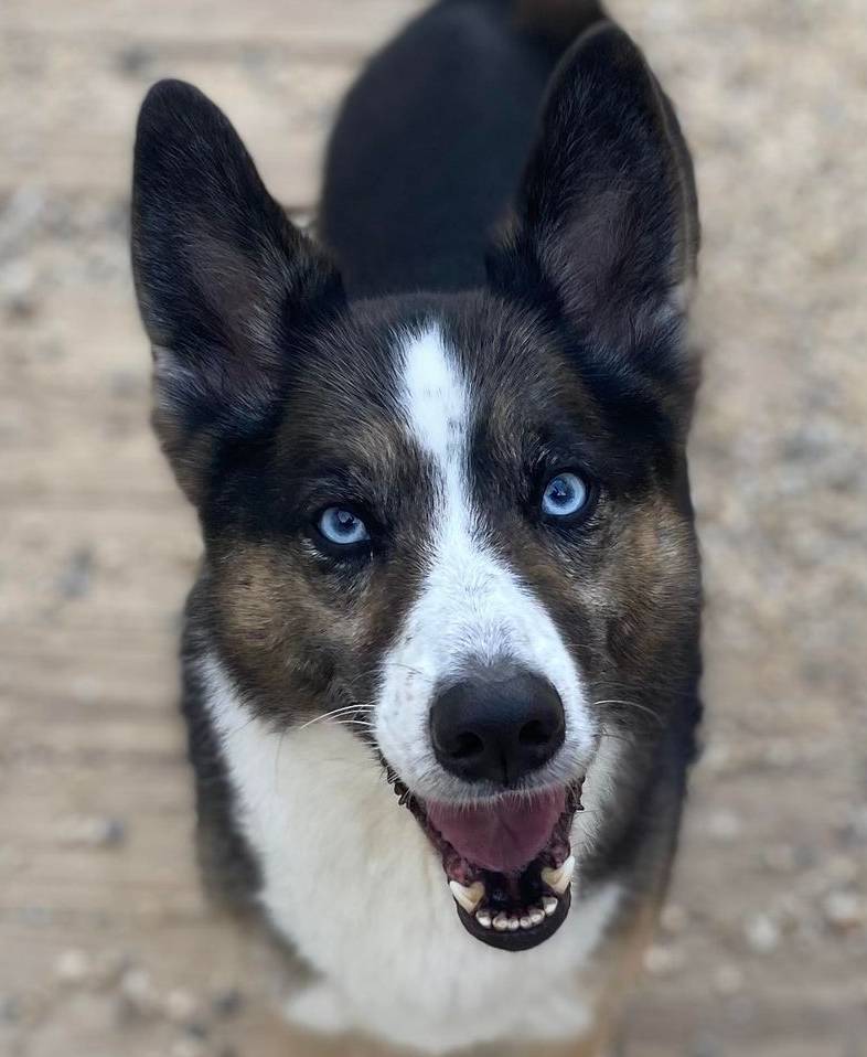 Daisy, a Adoptable mixed breed image 1/2