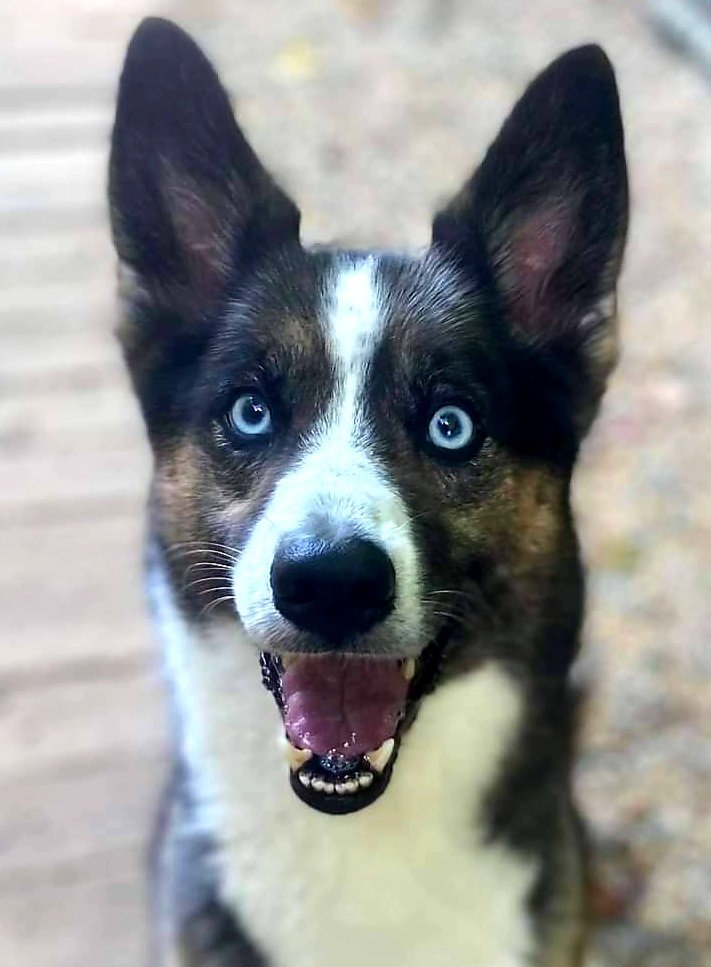 Daisy, a Adoptable mixed breed image 2/2