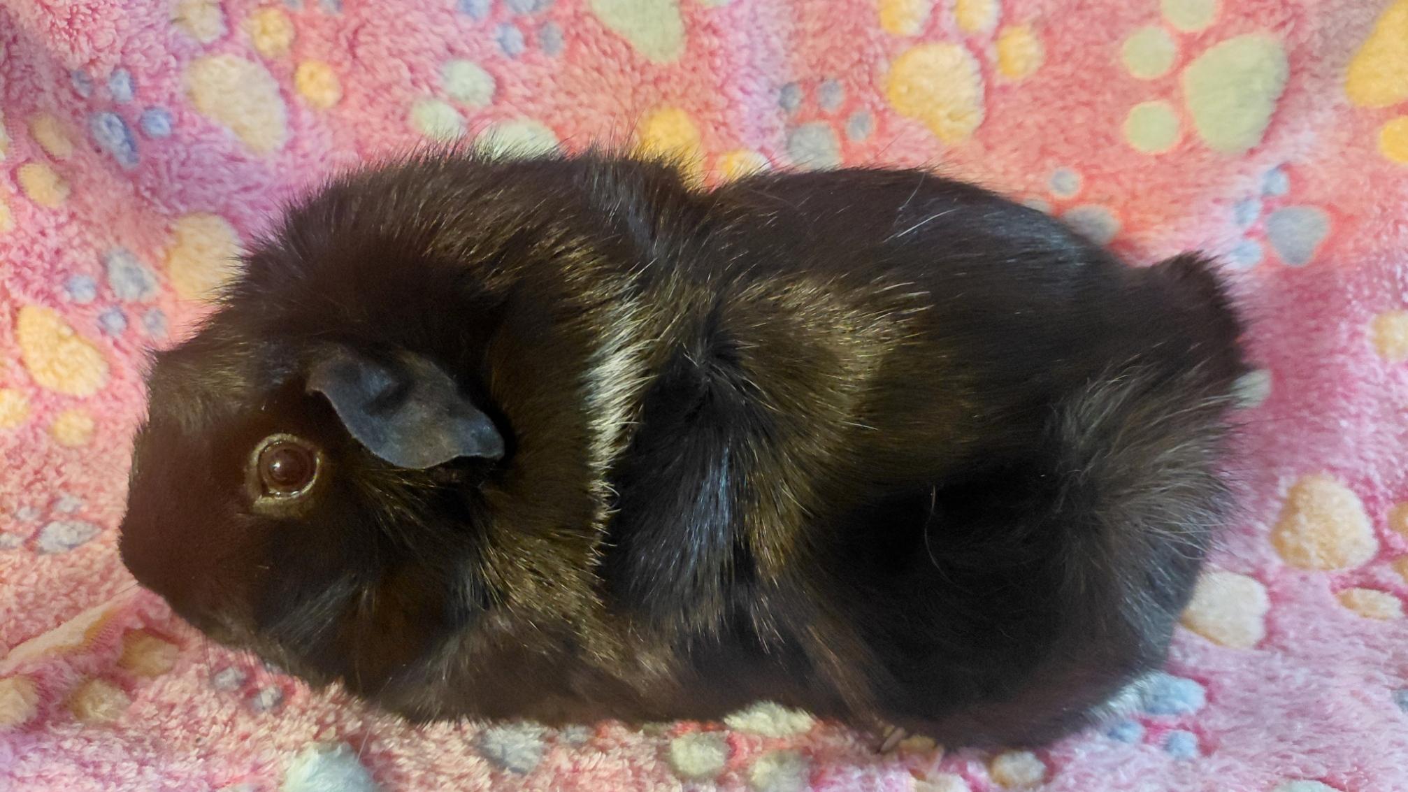 Enlarge Winter, a Adoptable Abyssinian in Cincinnati, OH image 5/6