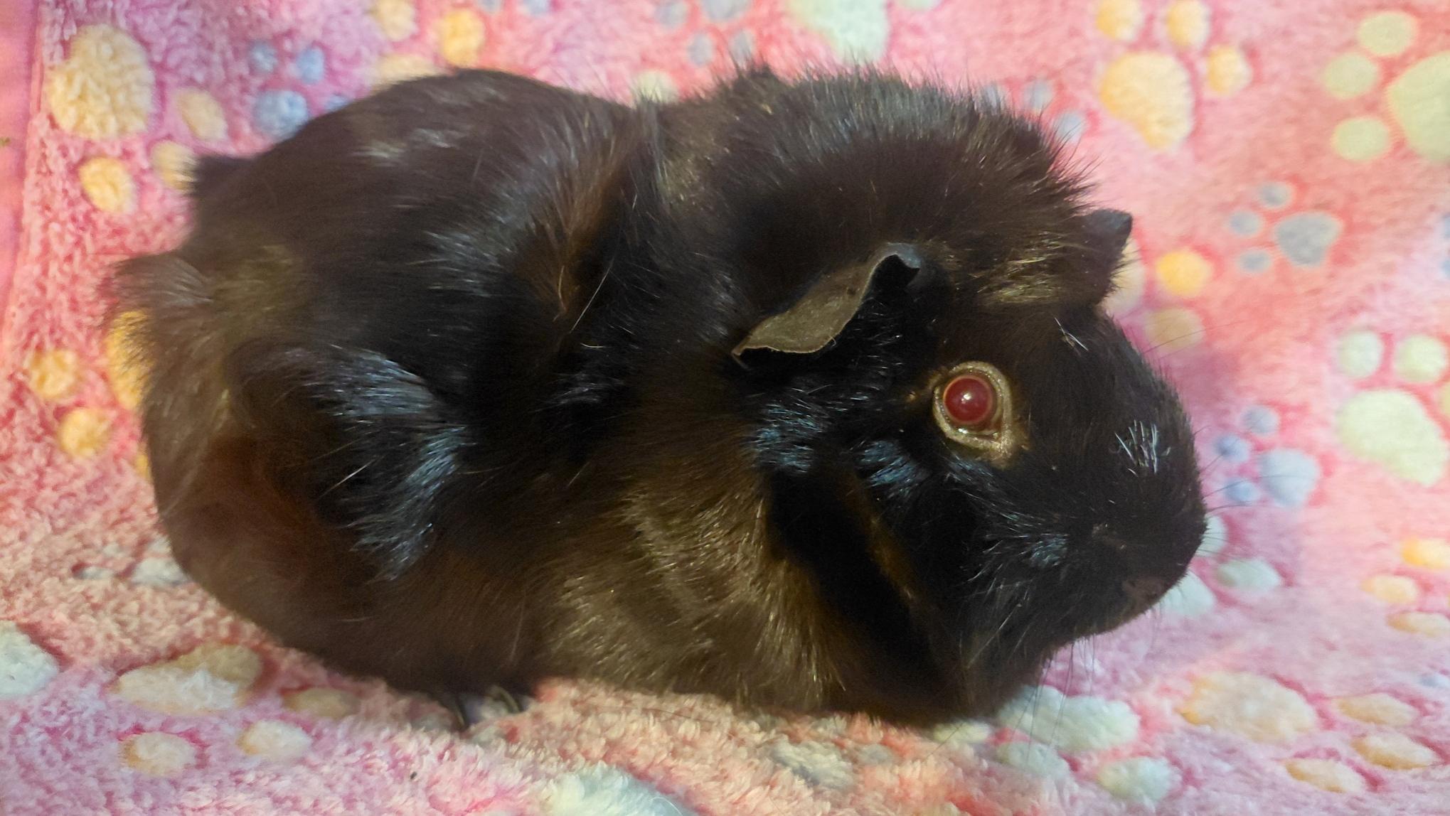 Enlarge Winter, a Adoptable Abyssinian in Cincinnati, OH image 3/6