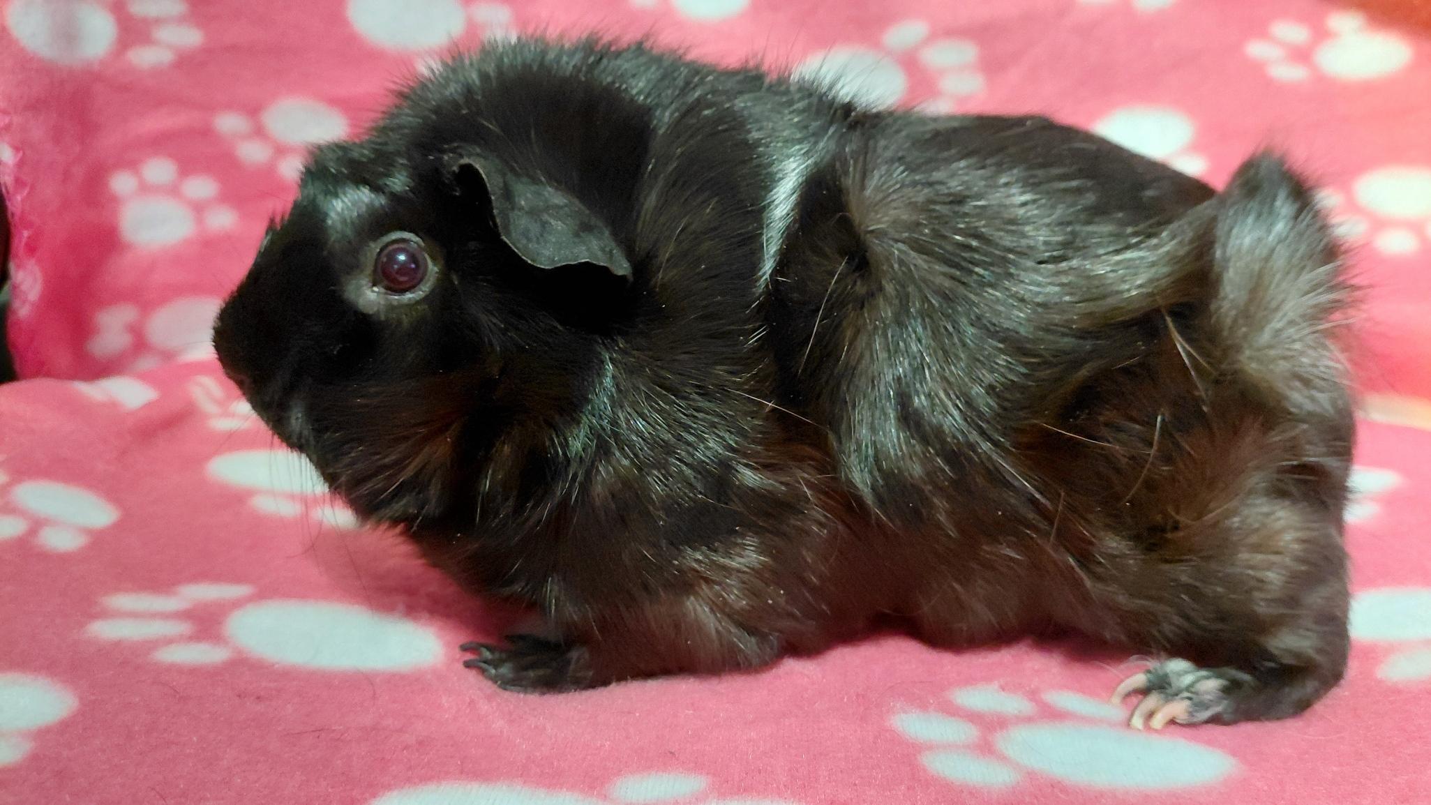 Enlarge Winter, a Adoptable Abyssinian in Cincinnati, OH image 2/6