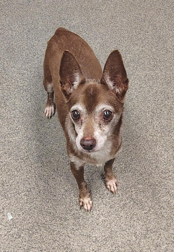 TINY TIKE, Adoptable, Senior Male Chihuahua.