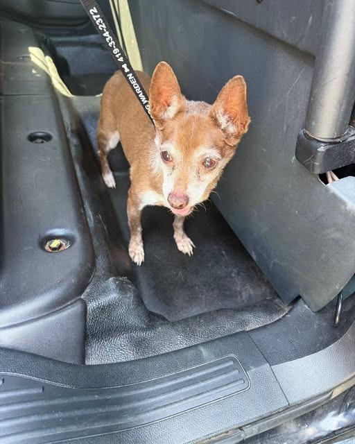 Enlarge TINY TIKE, a Adoptable Chihuahua in Fremont, OH image 2/2