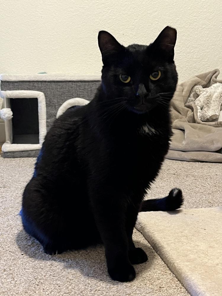 Enlarge Little Dipper, a Adoptable Domestic Short Hair in Brandon, FL image 2/6