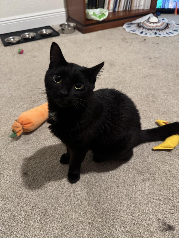 Enlarge Little Dipper, a Adoptable Domestic Short Hair in Brandon, FL image 3/6