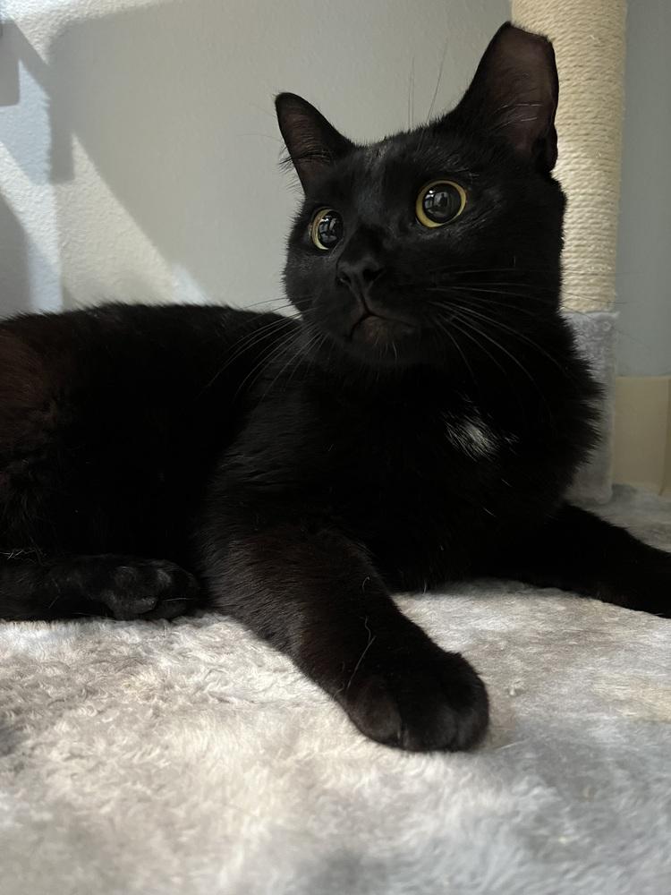 Enlarge Little Dipper, a Adoptable Domestic Short Hair in Brandon, FL image 4/6