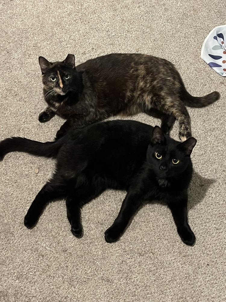 Enlarge Little Dipper, a Adoptable Domestic Short Hair in Brandon, FL image 5/6
