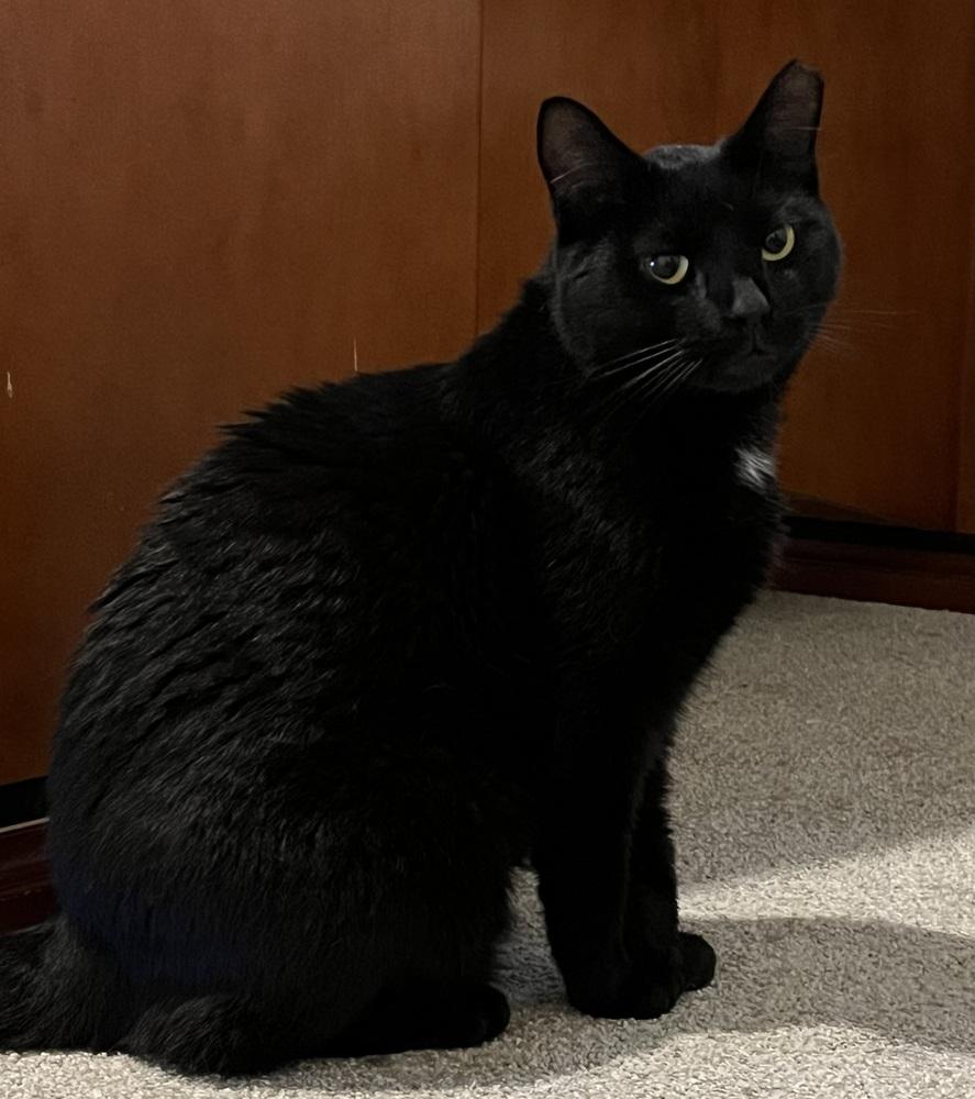 Enlarge Little Dipper, a Adoptable Domestic Short Hair in Brandon, FL image 6/6