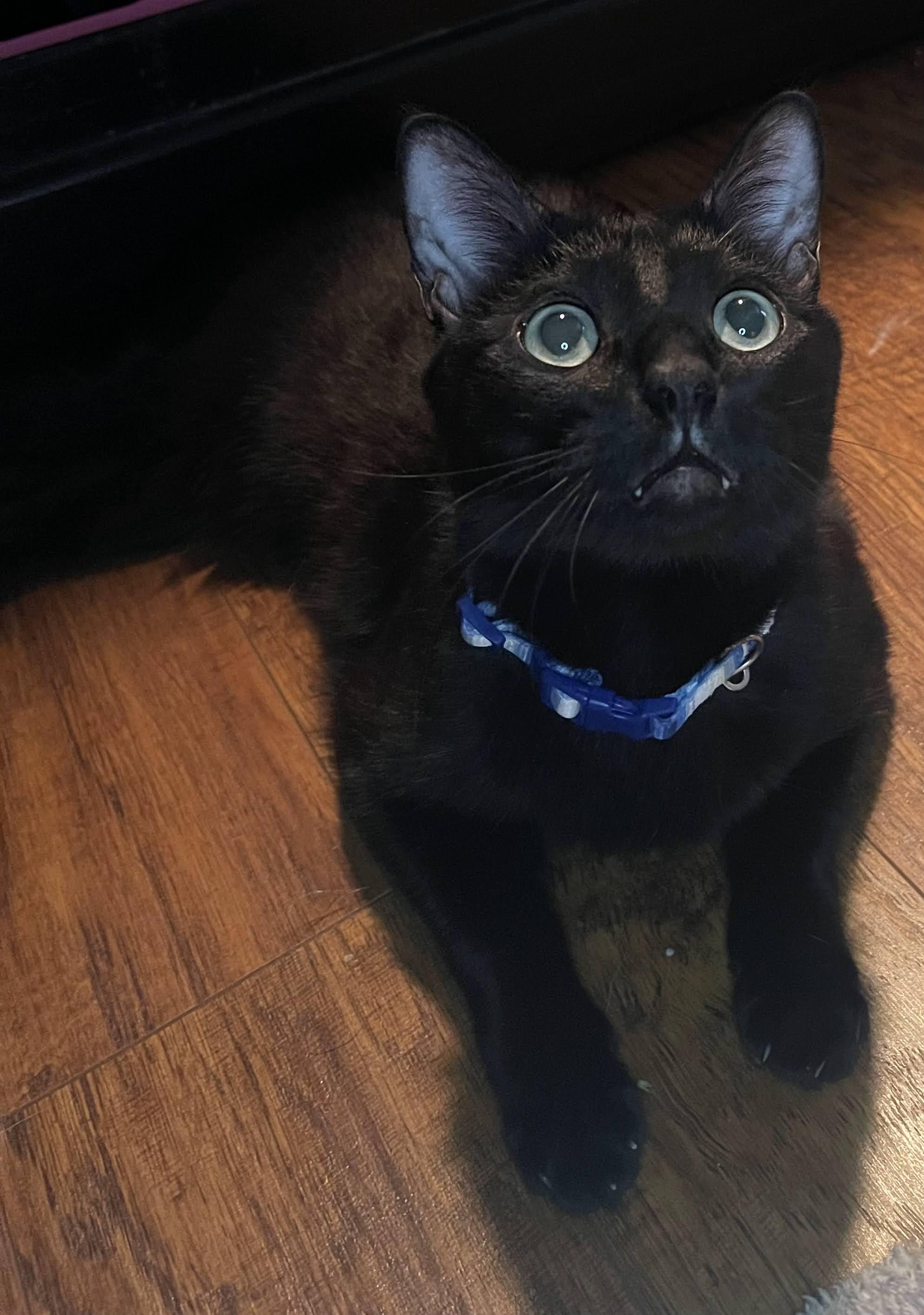 Serrano, adoptable, Adult Male Domestic Short Hair.