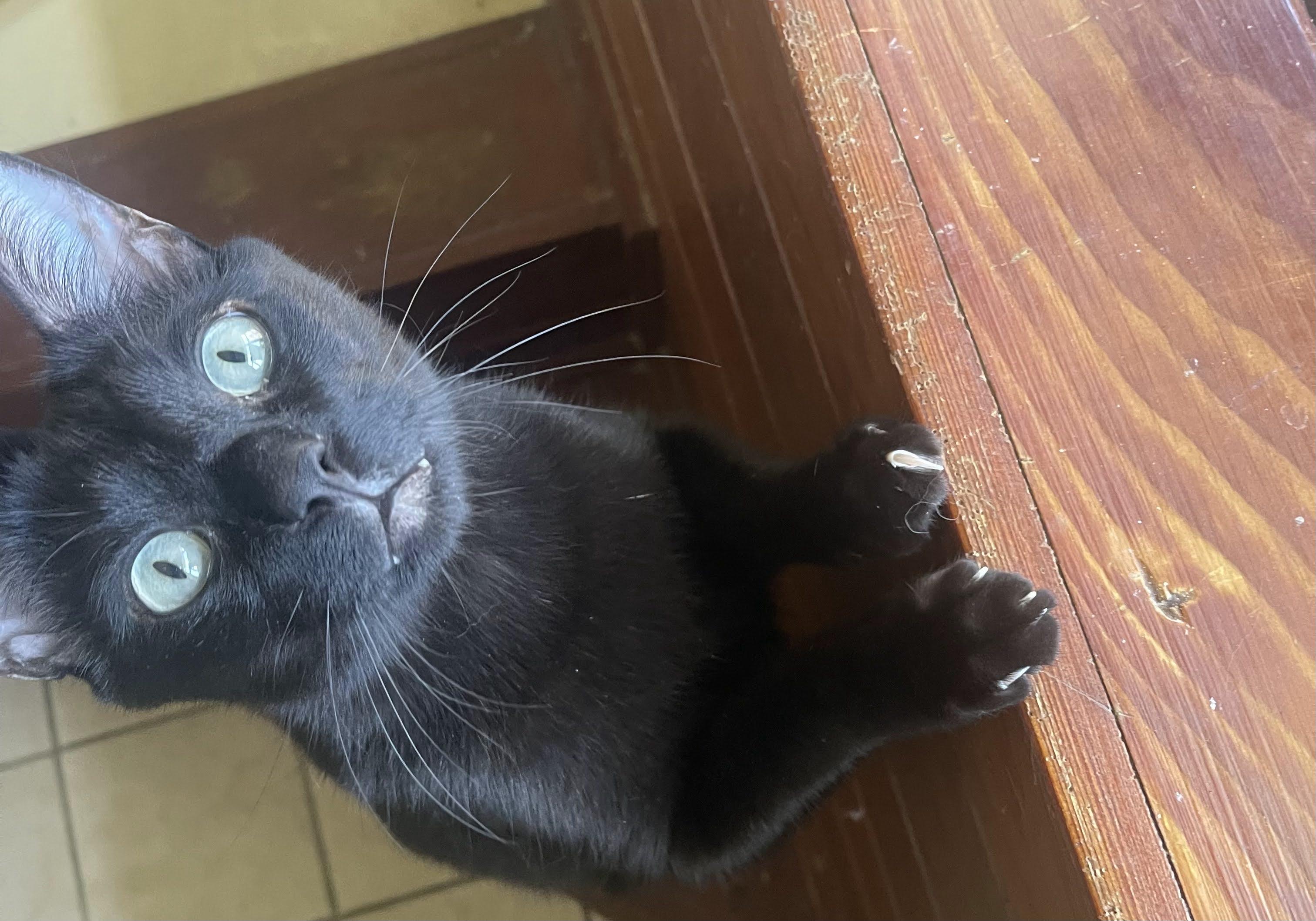 Enlarge Serrano, an adoptable Domestic Short Hair in Arlington, TX image 3/3