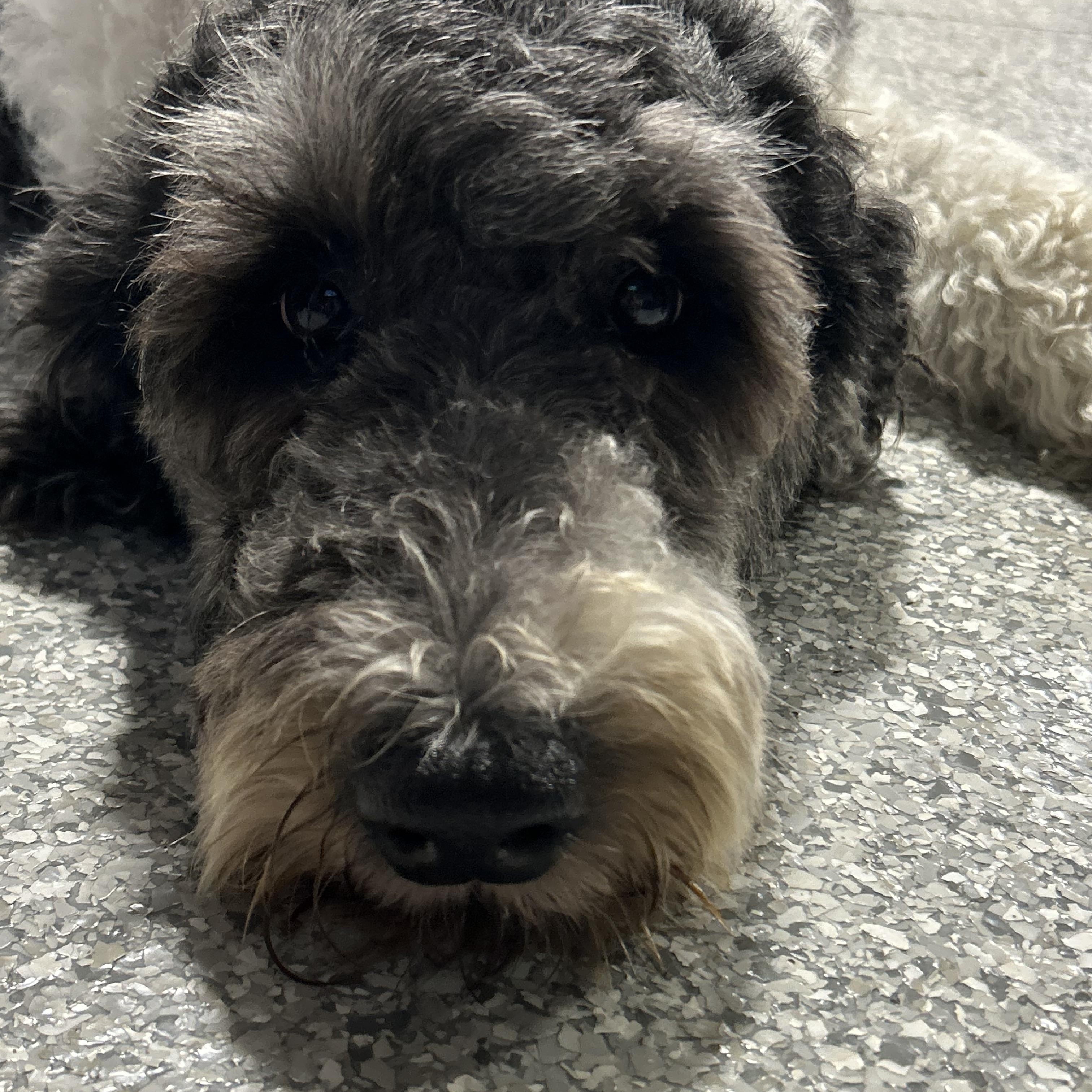 Enlarge Tootsie 51 lbs, a Adoptable mixed breed in Maumee , OH image 3/5