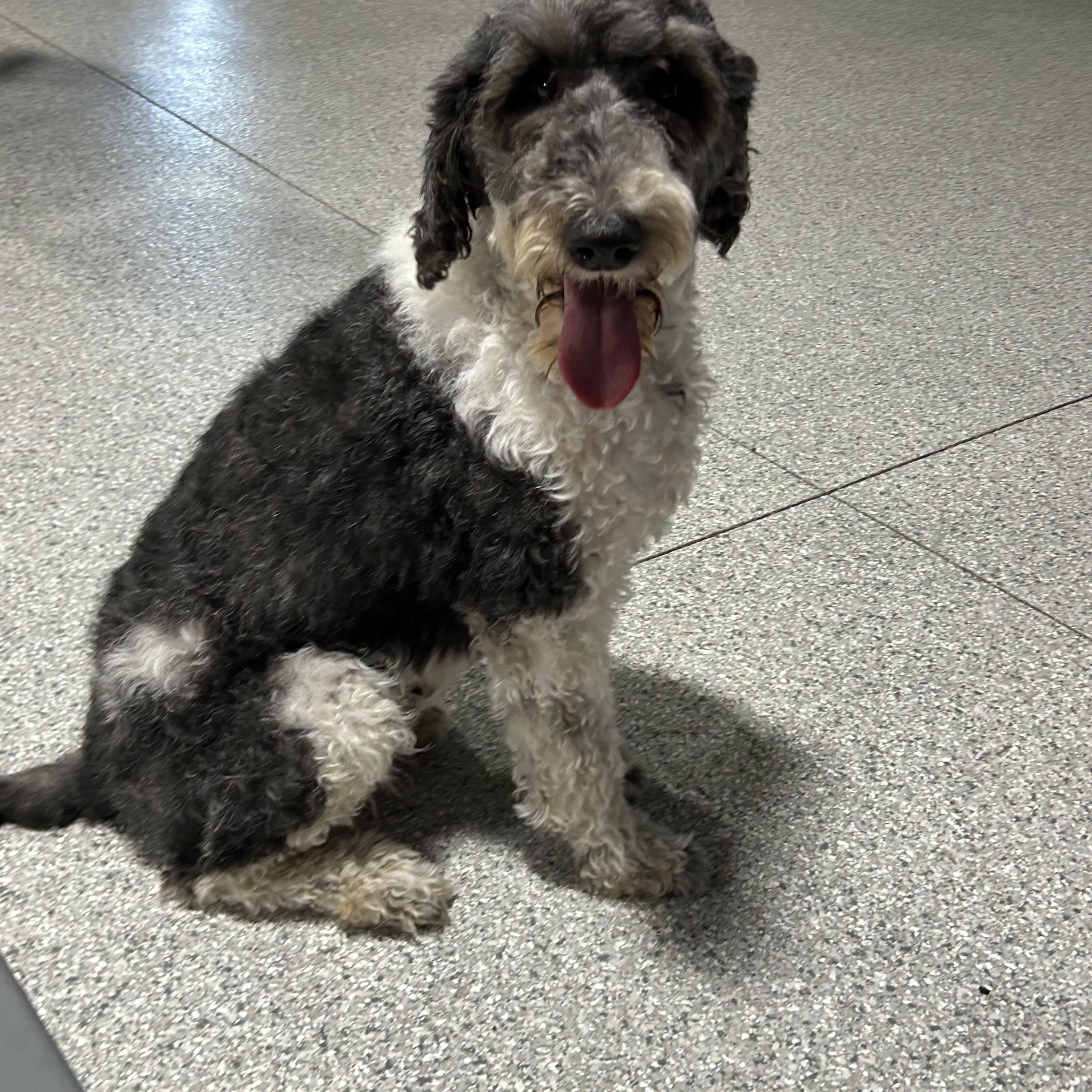 Tootsie 51 lbs, Adoptable, Adult Female Old English Sheepdog & Standard Poodle.