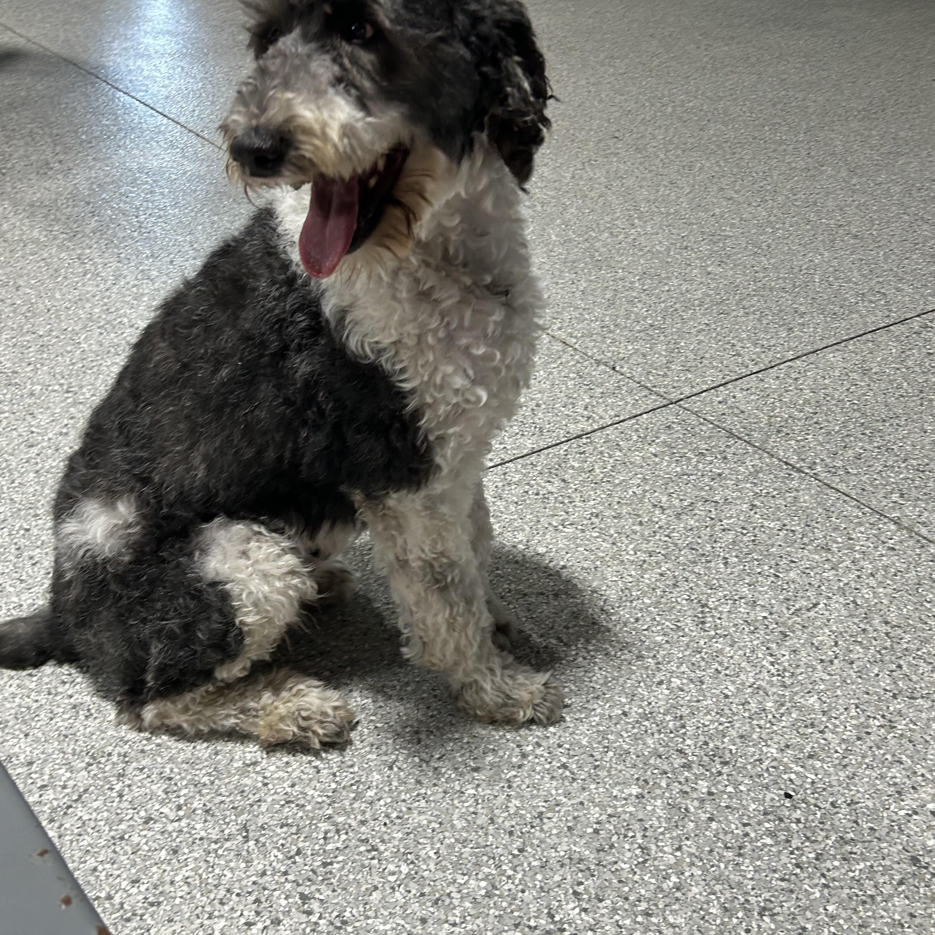 Enlarge Tootsie 51 lbs, a Adoptable mixed breed in Maumee , OH image 2/5
