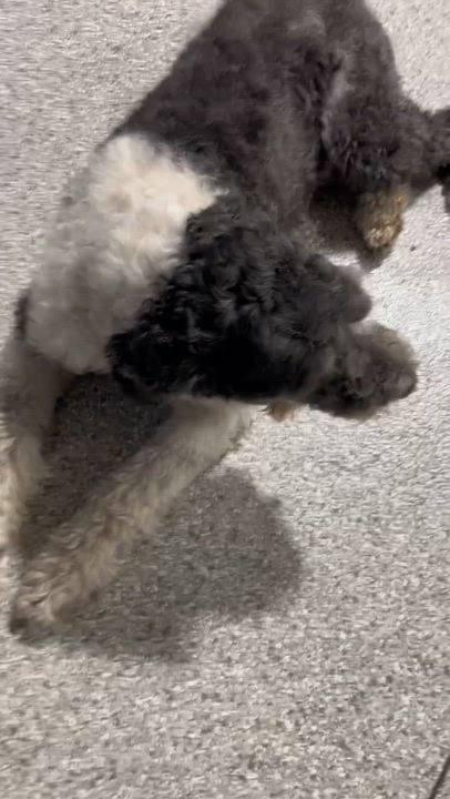 Enlarge Tootsie 51 lbs, a Adoptable mixed breed in Maumee , OH video 4/5