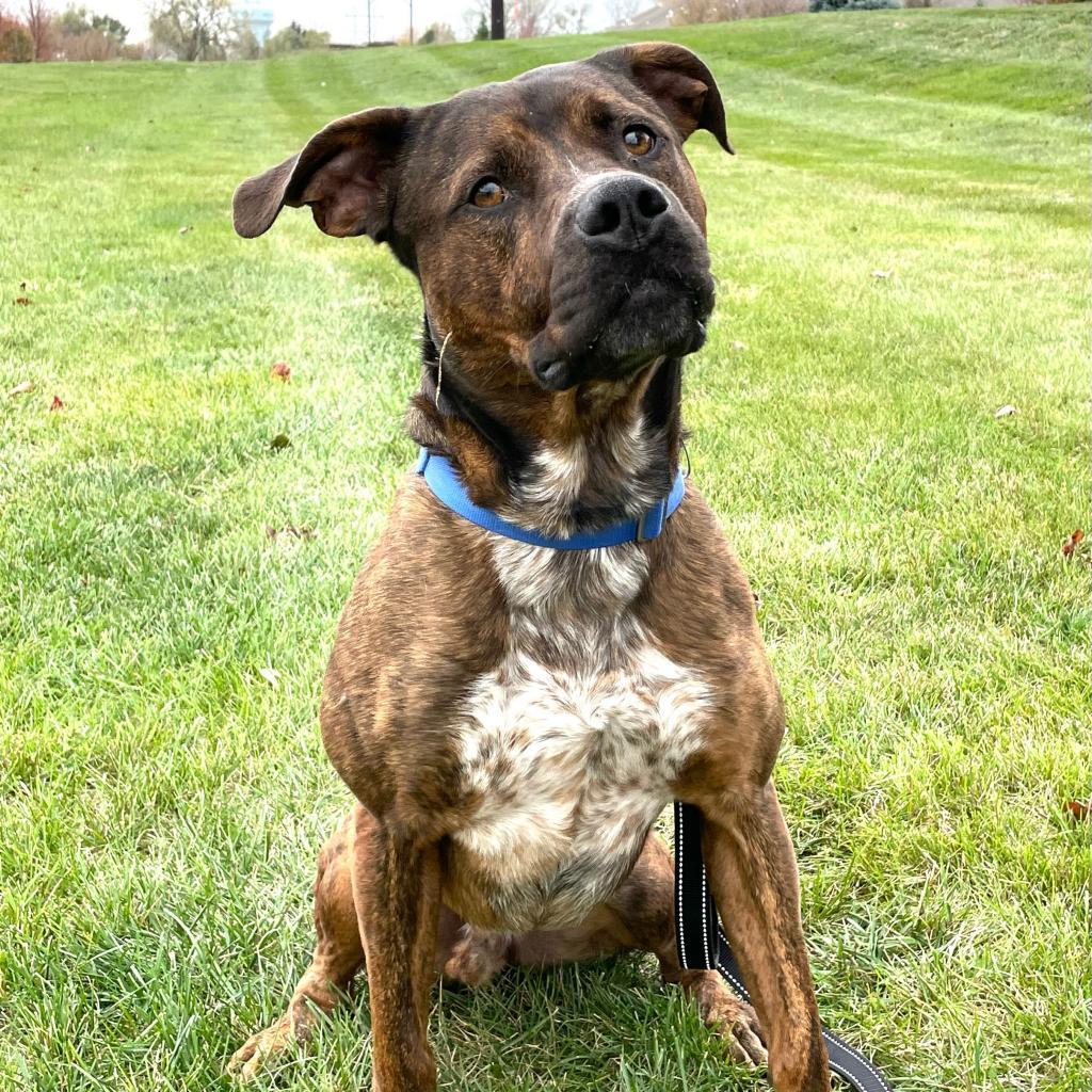 Odin, a Adoptable mixed breed in West Des Moines, IA image 1/6