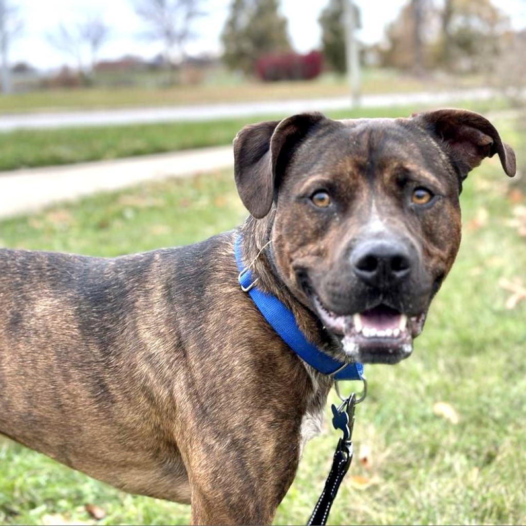 Odin, a Adoptable mixed breed in West Des Moines, IA image 2/6