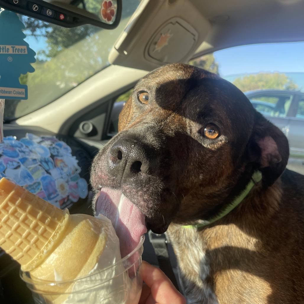 Odin, a Adoptable mixed breed in West Des Moines, IA image 3/6