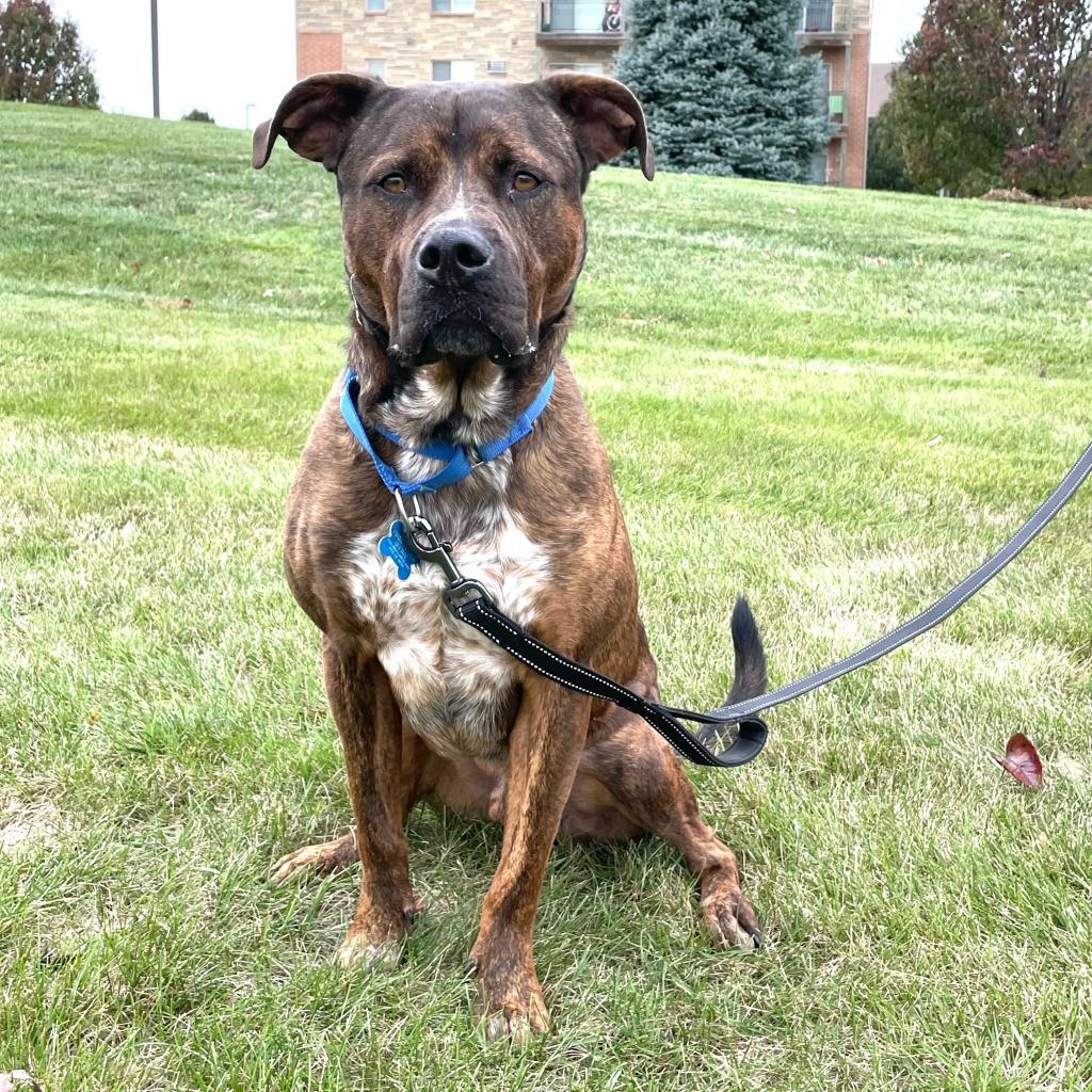 Odin, a Adoptable mixed breed in West Des Moines, IA image 6/6