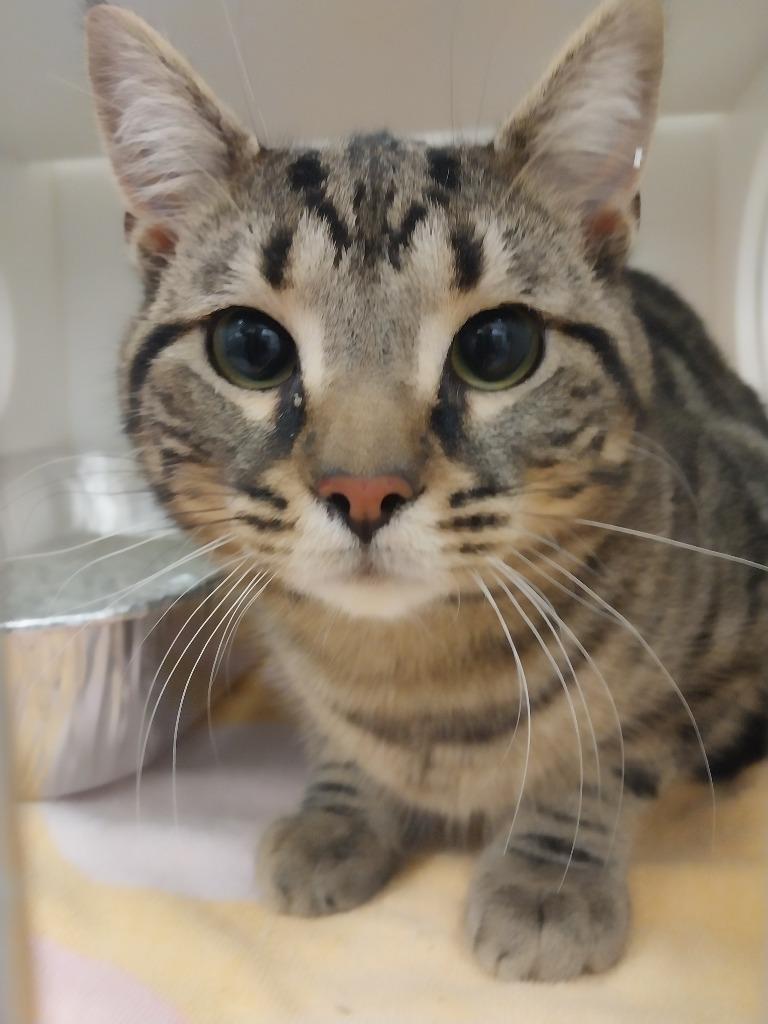 Salem, Adoptable, Young Male Domestic Short Hair.