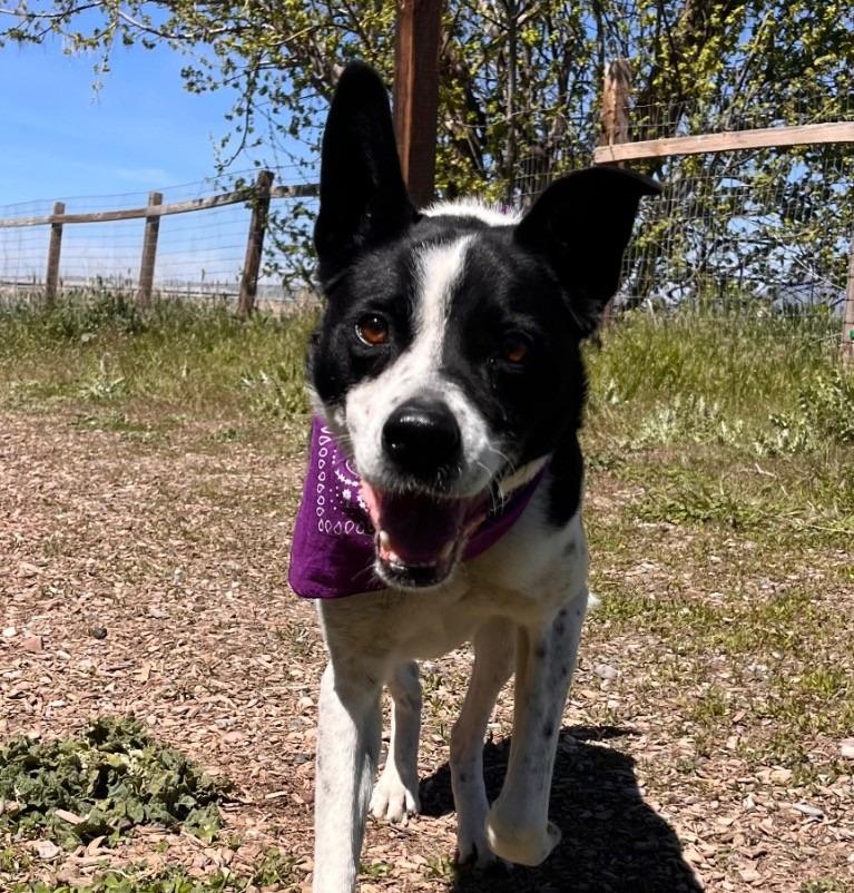 Enlarge Koda, a Adoptable mixed breed in Logan, UT image 1/1