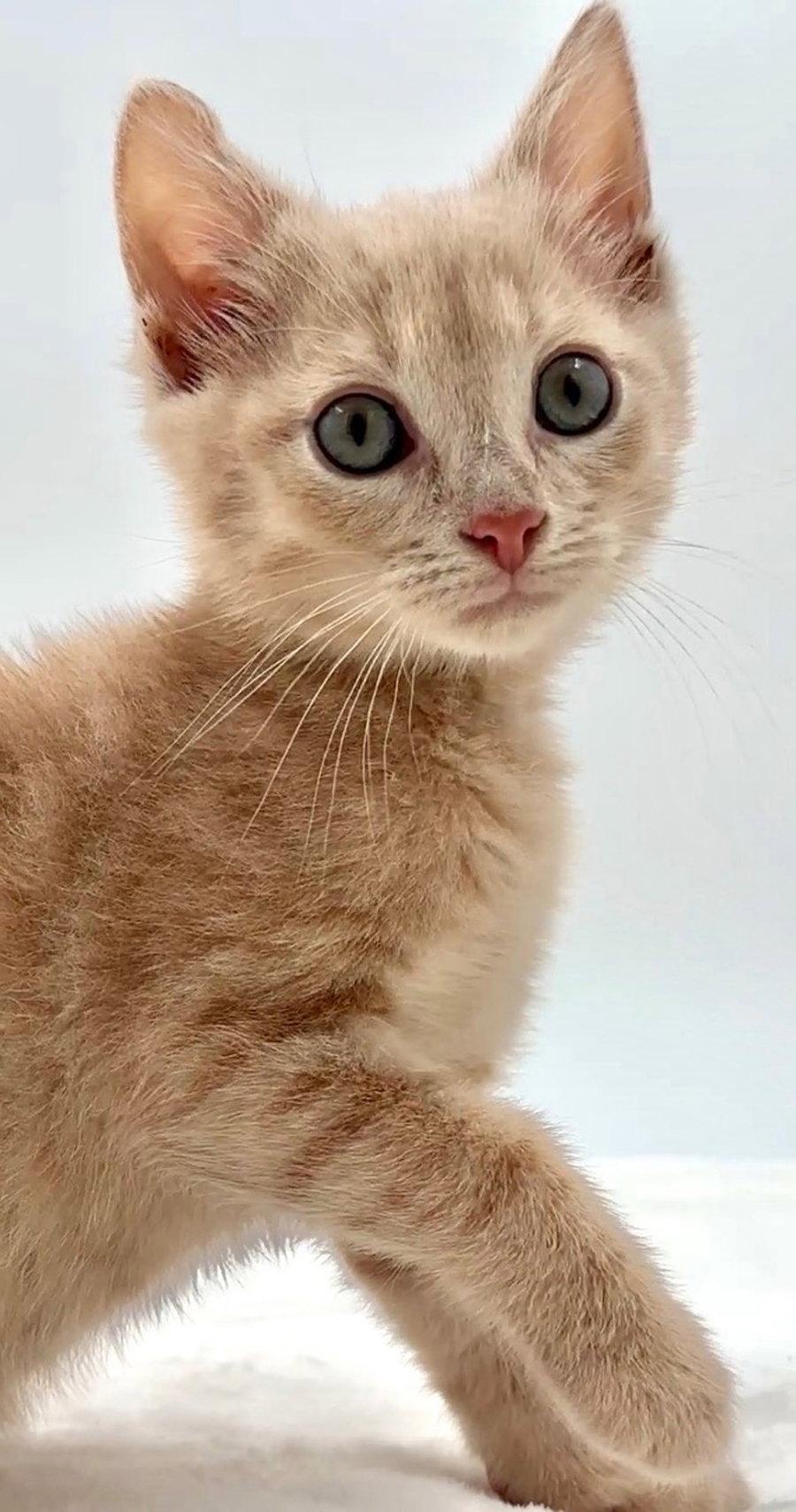 Kitten Canoe, Adopted, Kitten Male Domestic Short Hair.