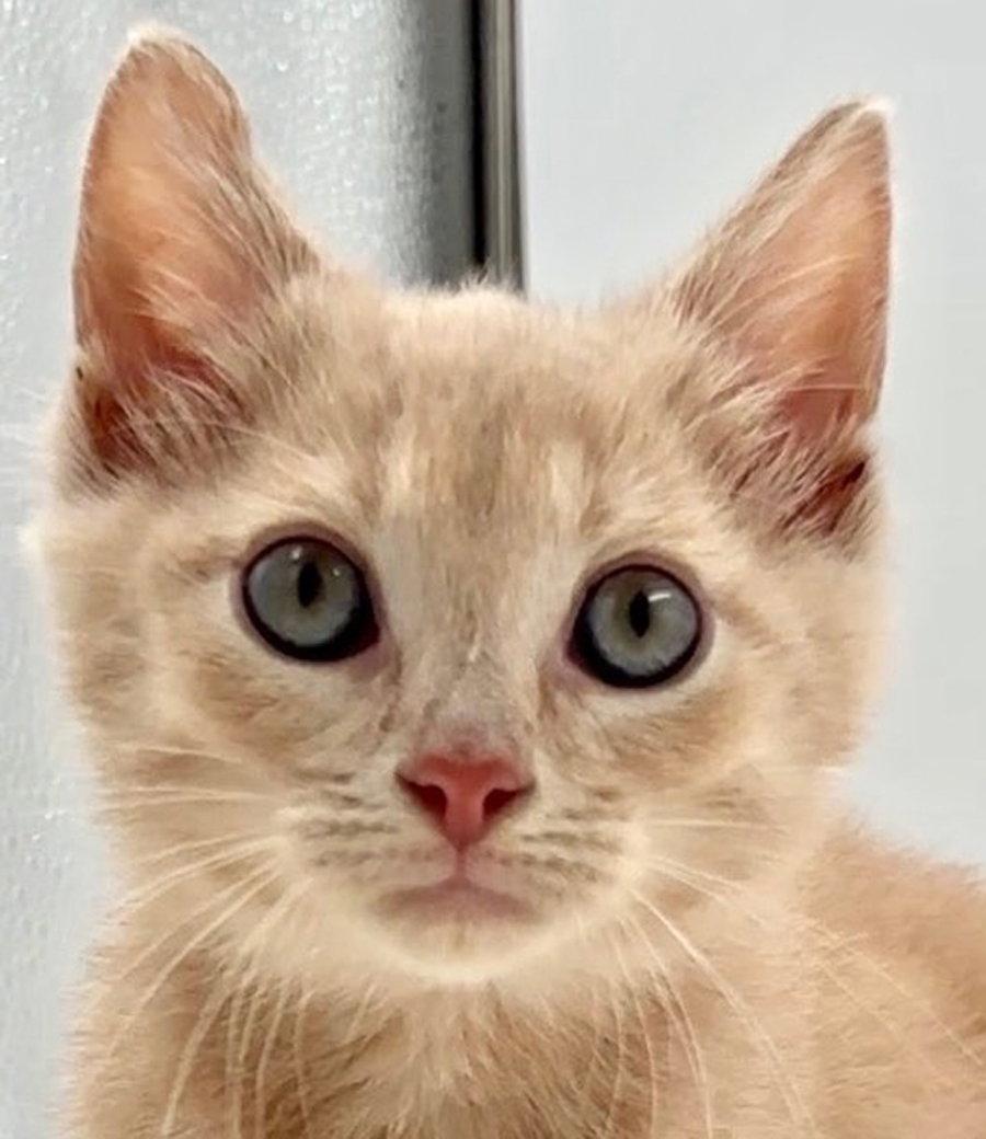 Kitten Canoe, a Adopted Domestic Short Hair in Cuyahoga Falls, OH image 2/3