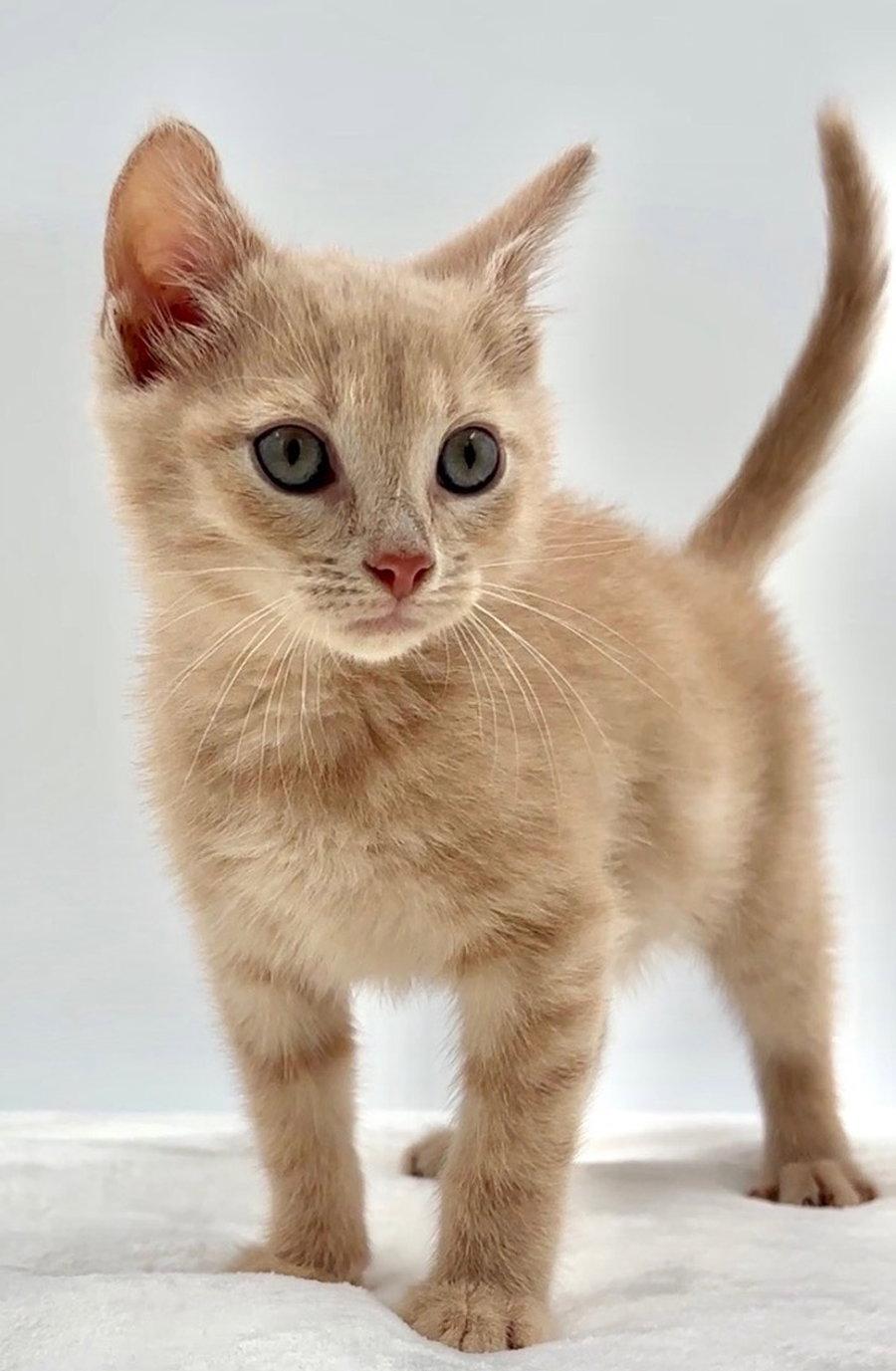 Kitten Canoe, a Adopted Domestic Short Hair in Cuyahoga Falls, OH image 3/3