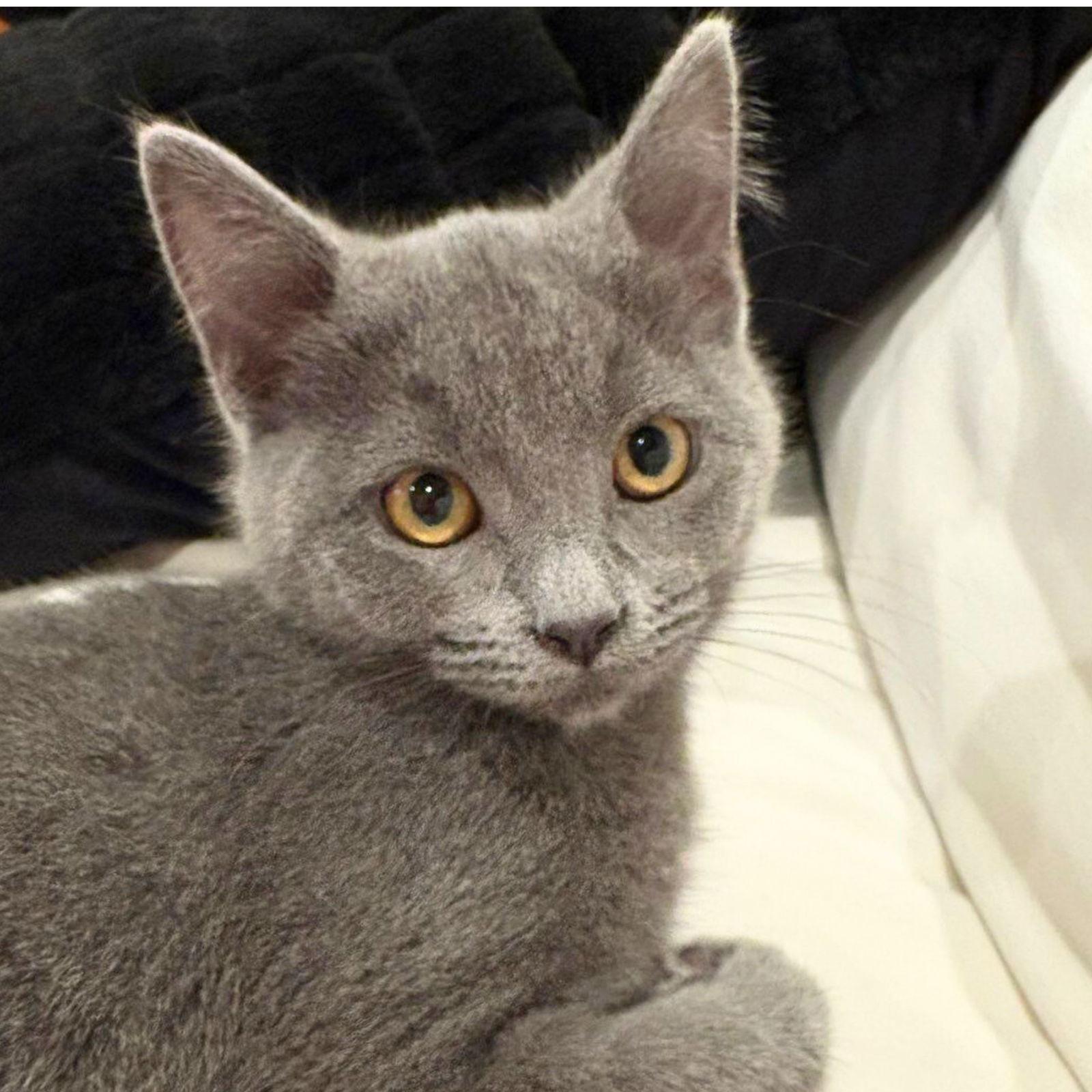 Petunia, Adoptable, Kitten Female Domestic Short Hair.