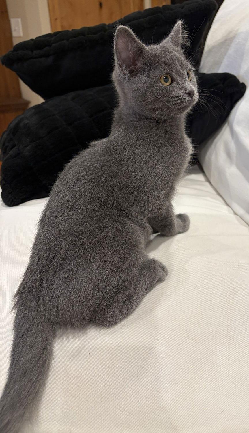 Enlarge Petunia, a Adoptable Domestic Short Hair in Laramie, WY image 2/3