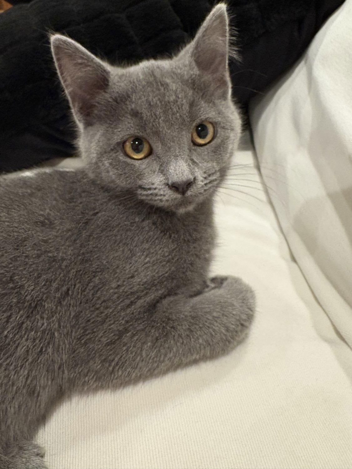 Enlarge Petunia, a Adoptable Domestic Short Hair in Laramie, WY image 3/3