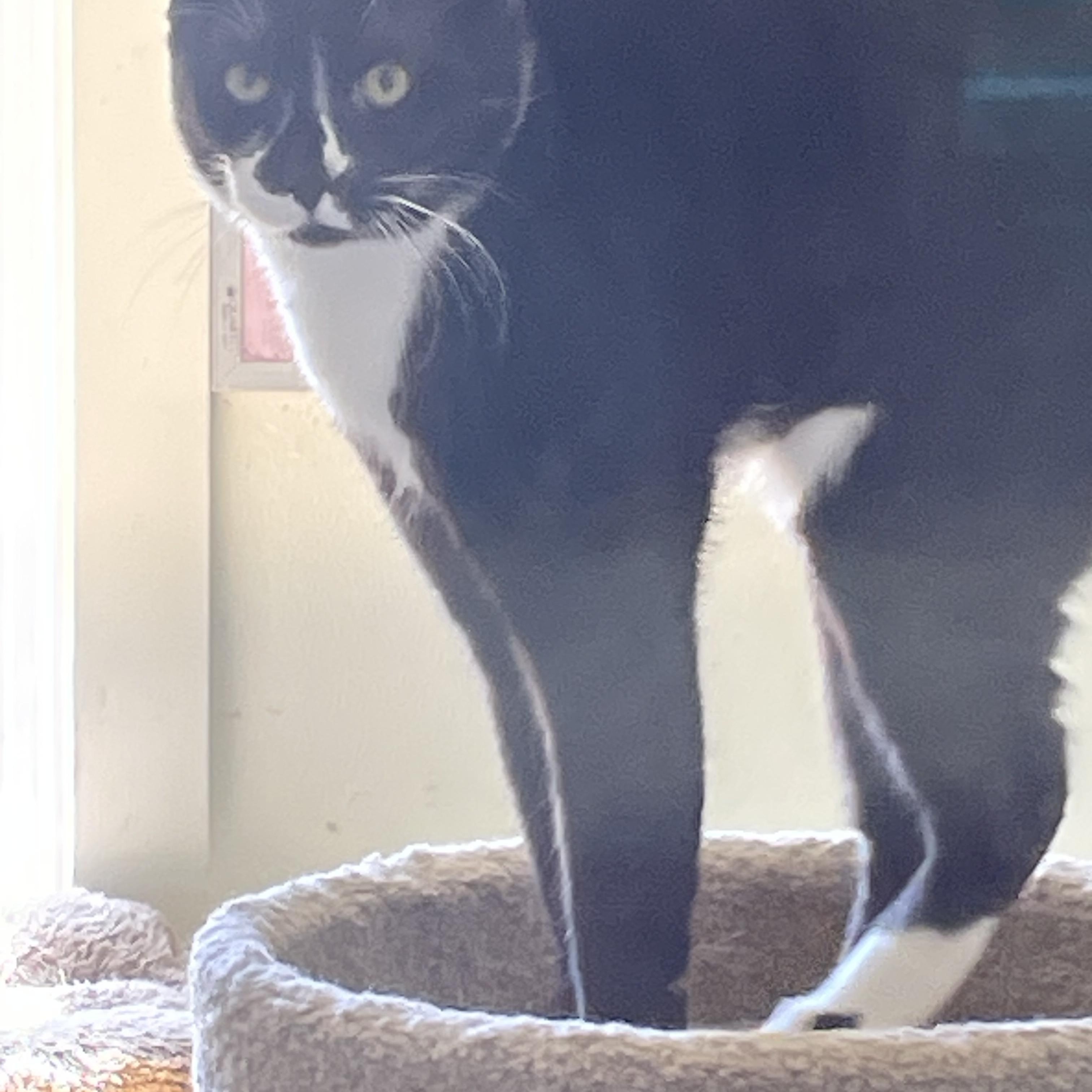 Enlarge Phantom and Hunter, a ADOPTABLE Domestic Short Hair in Gig Harbor, WA image 5/6