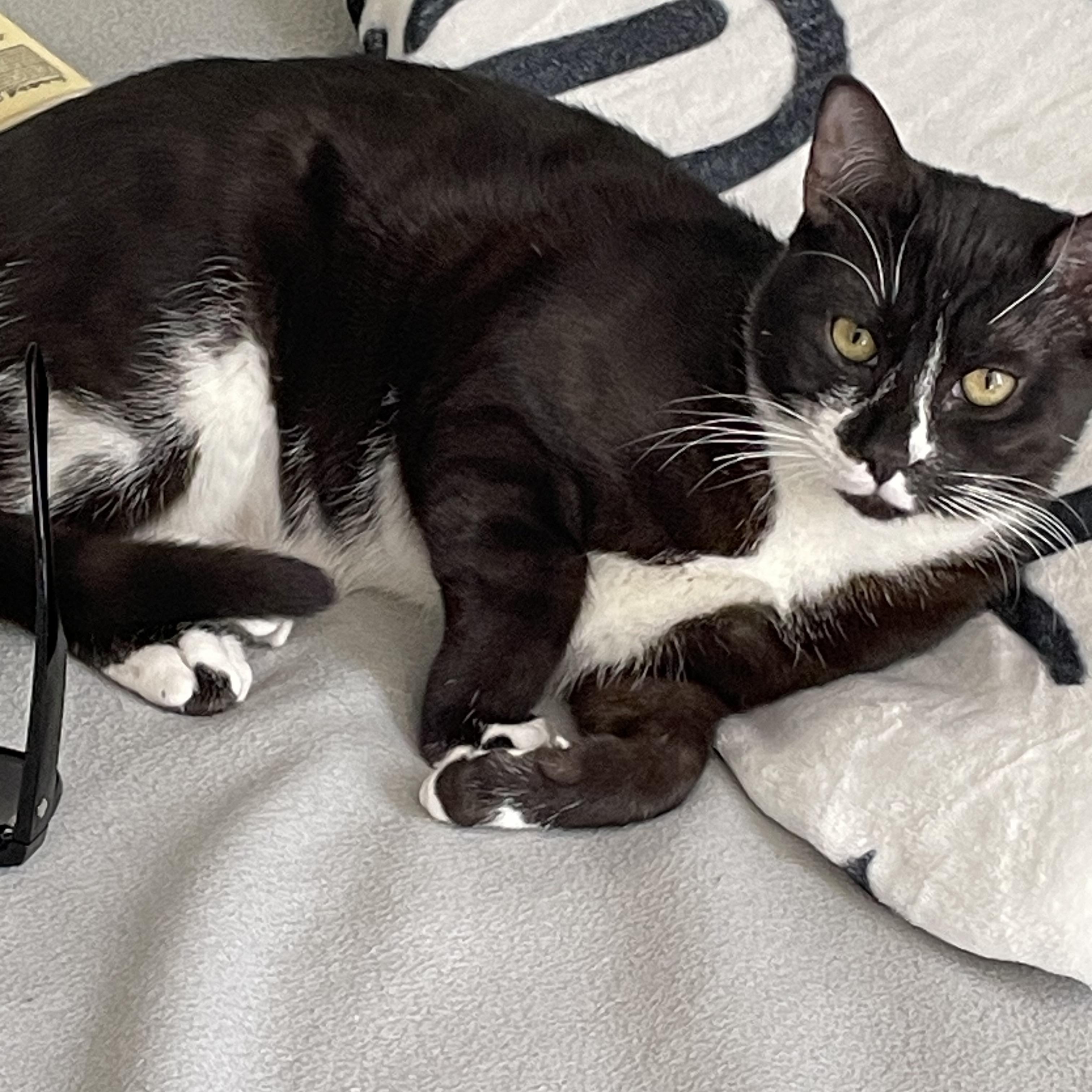 Enlarge Phantom and Hunter, a ADOPTABLE Domestic Short Hair in Gig Harbor, WA image 3/6