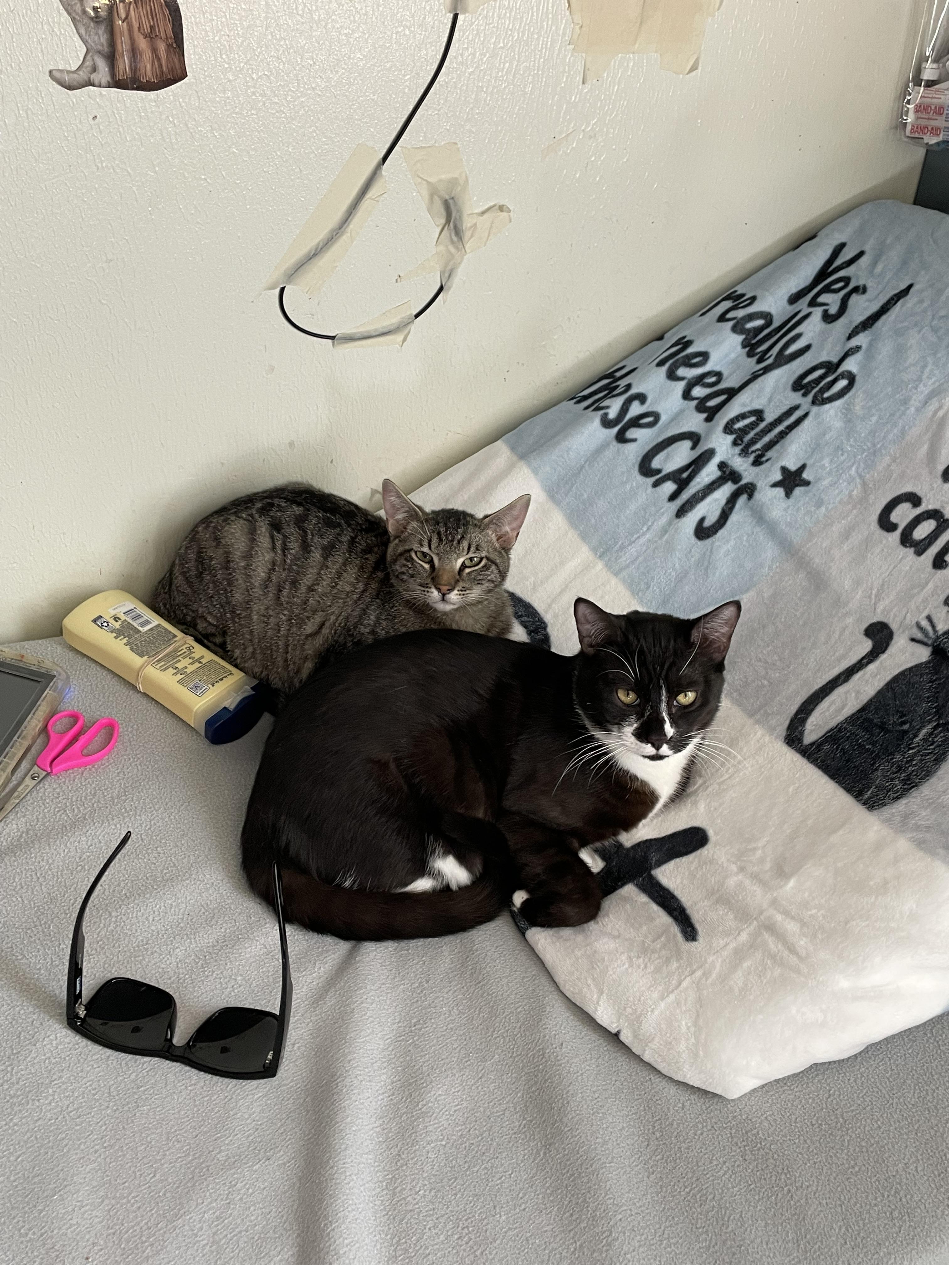 Enlarge Phantom and Hunter, a ADOPTABLE Domestic Short Hair in Gig Harbor, WA image 6/6