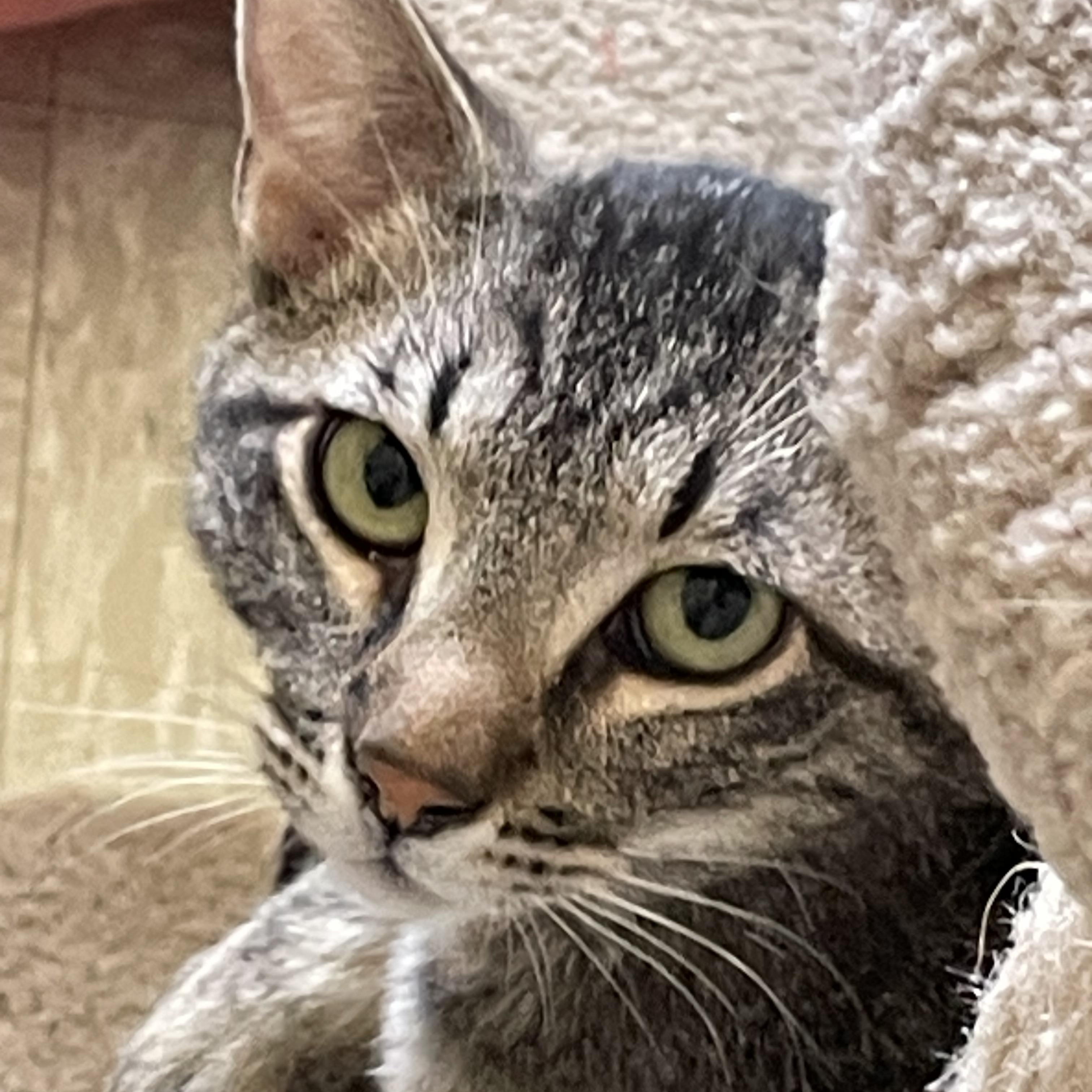 Enlarge Phantom and Hunter, a ADOPTABLE Domestic Short Hair in Gig Harbor, WA image 2/6