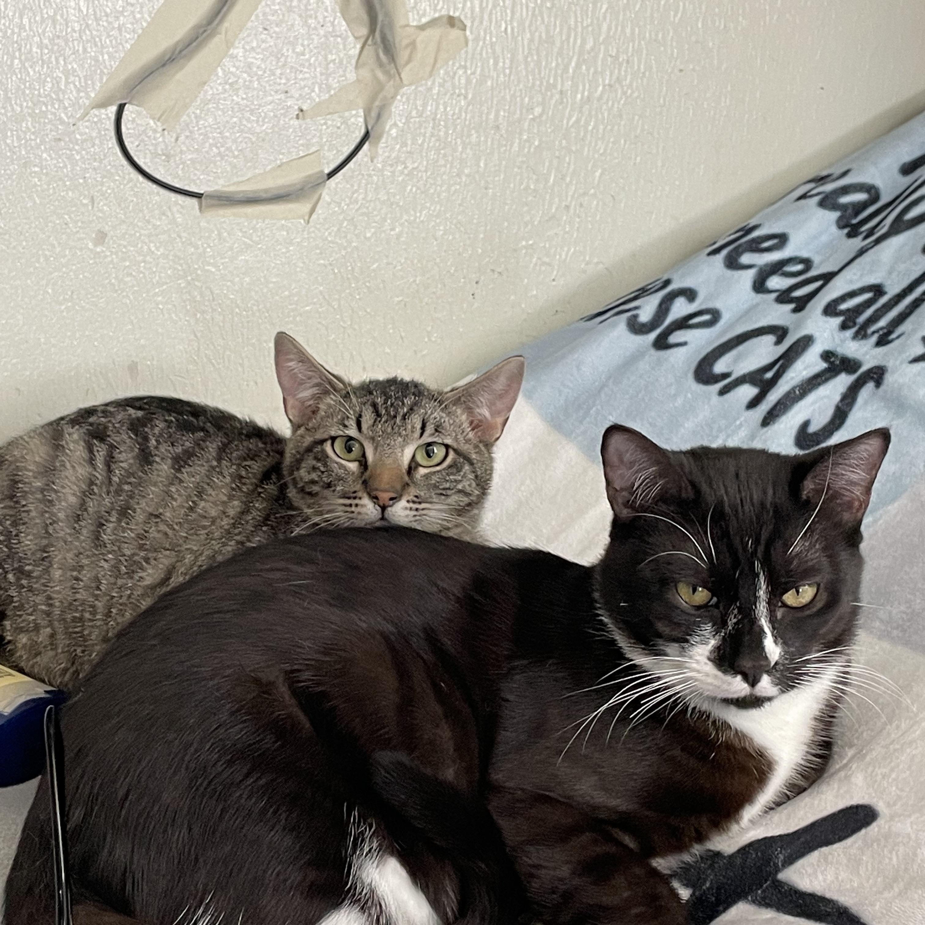 Enlarge Phantom and Hunter, a ADOPTABLE Domestic Short Hair in Gig Harbor, WA image 1/6