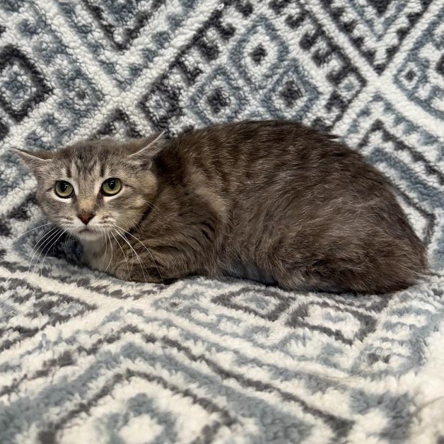 Momma Flower, ADOPTABLE, Adult Female Domestic Medium Hair.
