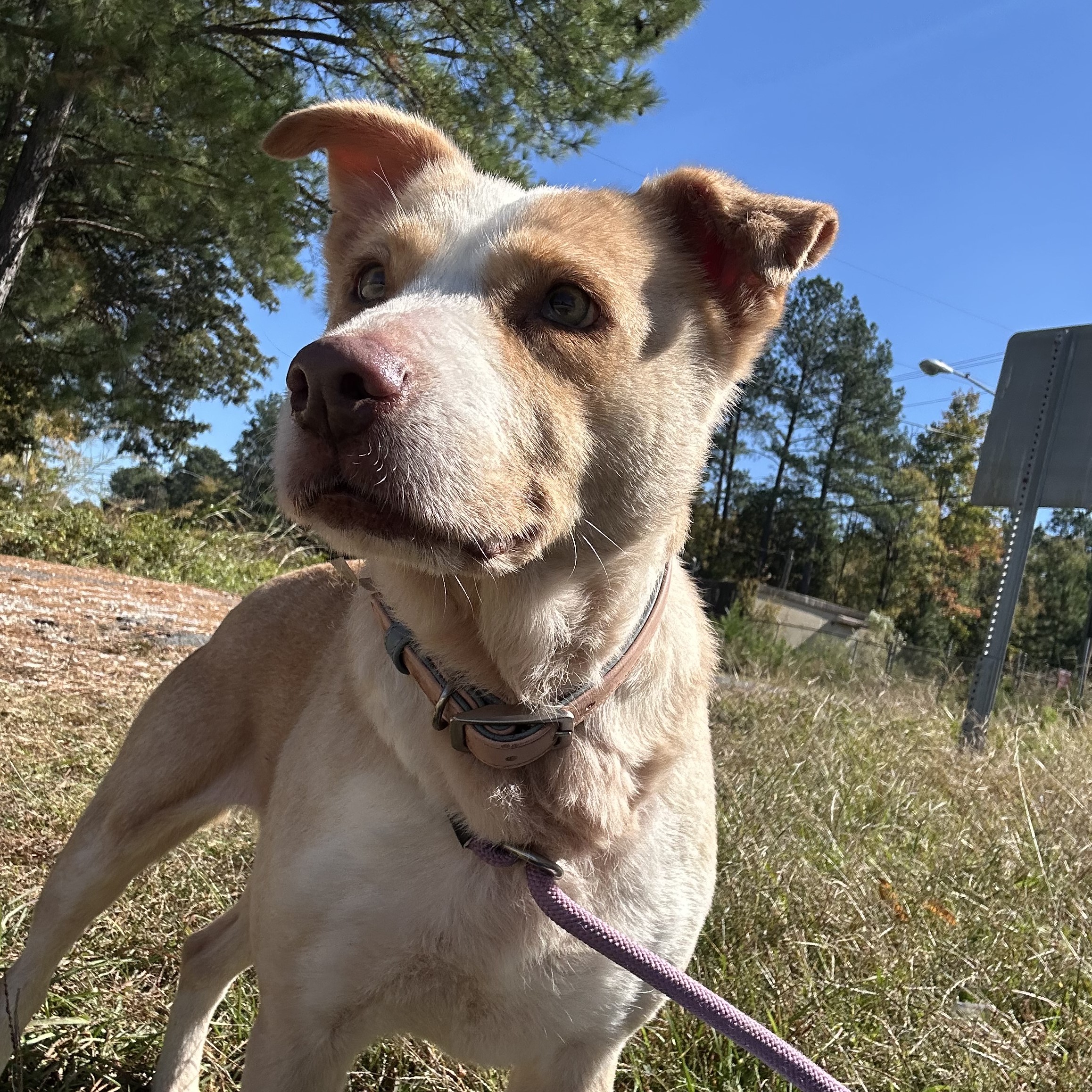 Dog for adoption Dollie, a Cattle Dog Mix in Stowe, VT Petfinder