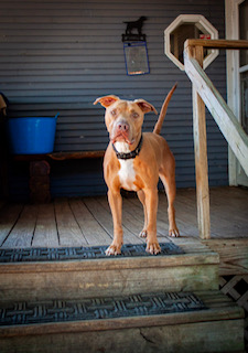 Cowboy j jr., a Adoptable mixed breed in Dallas, TX image 4/5