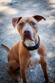Cowboy j jr., Adoptable, Young Male Pit Bull Terrier.