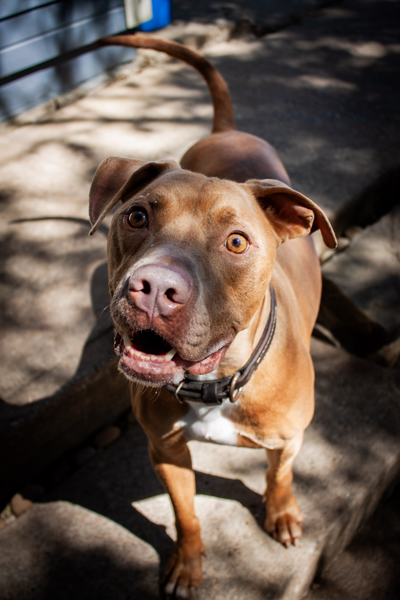 Cowboy j jr., a Adoptable mixed breed in Dallas, TX image 2/5